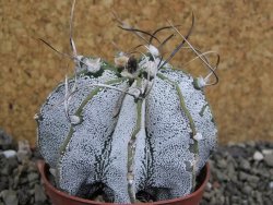 Astrophytum capricorne bílé pot 7 cm - 12402430