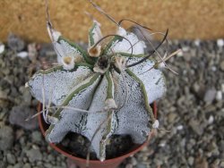 Astrophytum capricorne bílé pot 7 cm - 12402431