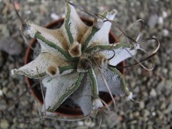 Astrophytum capricorne bílé pot 7 cm - 12402432