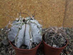 Astrophytum capricorne bílé pot 7 cm - 12402433