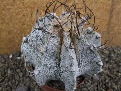 Astrophytum capricorne bílé pot 9 cm - 12402434