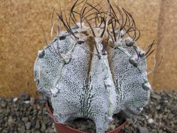 Astrophytum capricorne bílé pot 9 cm