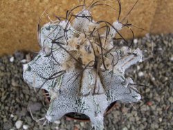 Astrophytum capricorne bílé pot 9 cm - 12402436