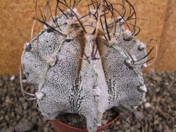 Astrophytum capricorne bílé pot 9 cm - 12402437