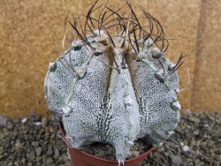 Astrophytum capricorne bílé pot 9 cm - 12402438