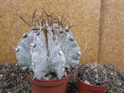 Astrophytum capricorne bílé pot 9 cm - 12402439