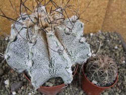 Astrophytum capricorne bílé pot 9 cm - 12402440