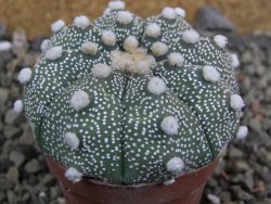 Astrophytum Hanazano Kabuto B, pot 5,5 cm