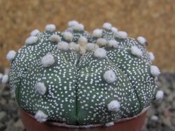 Astrophytum Hanazano Kabuto B, pot 5,5 cm - 12402442