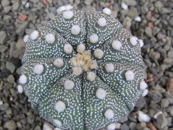 Astrophytum Hanazano Kabuto B, pot 5,5 cm - 12402443