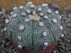 Astrophytum Hanazano Kabuto B, pot 5,5 cm - 12402444