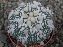 Astrophytum Hanazano Kabuto, pot 5,5 cm - 12402445