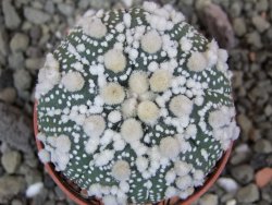 Astrophytum Hanazano Kabuto, pot 5,5 cm - 12402446