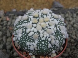 Astrophytum Hanazano Kabuto, pot 5,5 cm - 12402447