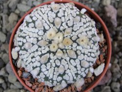 Astrophytum Super Kabuto pot 5,5 cm - 12402449