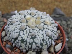 Astrophytum Super Kabuto pot 5,5 cm - 12402451