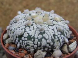 Astrophytum Super Kabuto pot 5,5 cm - 12402452