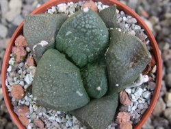 Ariocarpus lloydii Paras, pot 5,5 cm