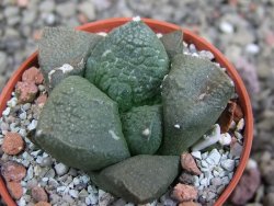 Ariocarpus lloydii Paras, pot 5,5 cm - 12402454