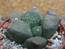 Ariocarpus lloydii Paras, pot 5,5 cm - 12402455