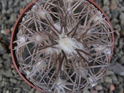 Gymnocalycium spegazzinii punillaense Tom 06-81/1 El Obelisco, pot 6,5 cm - 12402457