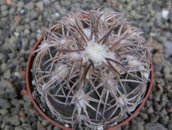 Gymnocalycium spegazzinii punillaense Tom 06-81/1 El Obelisco, pot 6,5 cm - 12402458