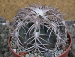 Gymnocalycium spegazzinii punillaense Tom 06-81/1 El Obelisco, pot 6,5 cm - 12402459