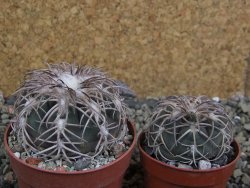 Gymnocalycium spegazzinii punillaense Tom 06-81/1 El Obelisco, pot 6,5 cm - 12402460