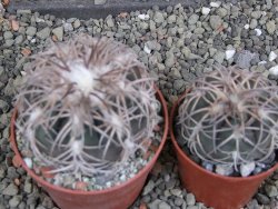 Gymnocalycium spegazzinii punillaense Tom 06-81/1 El Obelisco, pot 6,5 cm - 12402461