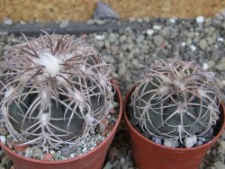 Gymnocalycium spegazzinii punillaense Tom 06-81/1 El Obelisco, pot 6,5 cm - 12402462