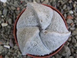 Astrophytum coahuilense tricostatum pot 5,5 cm