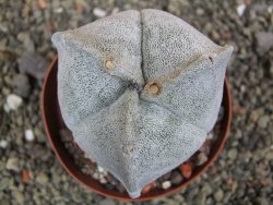 Astrophytum coahuilense tricostatum XXL, pot 9 cm - 12402469