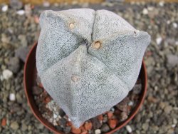 Astrophytum coahuilense tricostatum XXL, pot 9 cm - 12402470