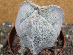 Astrophytum coahuilense tricostatum XXL, pot 9 cm