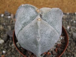 Astrophytum coahuilense tricostatum XXL, pot 9 cm - 12402472