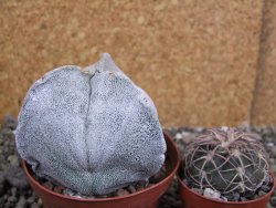 Astrophytum coahuilense tricostatum XXL, pot 9 cm - 12402473