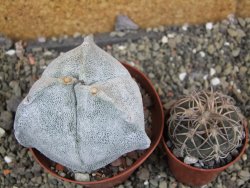 Astrophytum coahuilense tricostatum XXL, pot 9 cm - 12402474