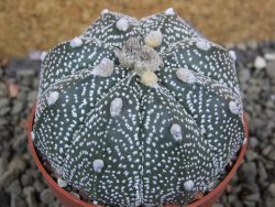 Astrophytum Z Jasenné pot 6,5 cm - 12402475