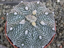 Astrophytum Z Jasenné pot 6,5 cm - 12402476