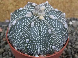 Astrophytum Z Jasenné pot 6,5 cm - 12402477