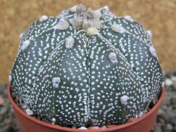 Astrophytum Z Jasenné pot 6,5 cm