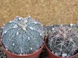 Astrophytum Z Jasenné pot 6,5 cm - 12402479