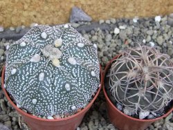 Astrophytum Z Jasenné pot 6,5 cm - 12402480