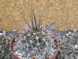 Echinocereus triglochidiatus Santa Fe, pot 6,5 cm