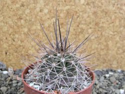 Echinocereus triglochidiatus Santa Fe, pot 6,5 cm - 12402482