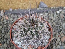 Echinocereus triglochidiatus Santa Fe, pot 6,5 cm - 12402483