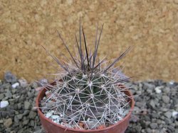 Echinocereus triglochidiatus Santa Fe, pot 6,5 cm - 12402484