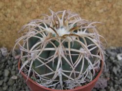 Gymnocalycium spegazzinii punillaense Tom 06-81/1 El Obelisco, pot 6,5 cm - 12402485