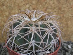 Gymnocalycium spegazzinii punillaense Tom 06-81/1 El Obelisco, pot 6,5 cm - 12402486