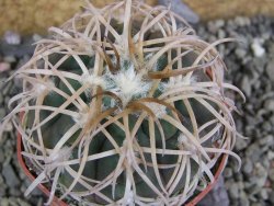 Gymnocalycium spegazzinii punillaense Tom 06-81/1 El Obelisco, pot 6,5 cm - 12402487